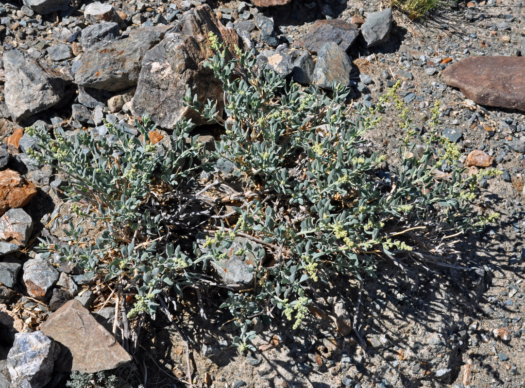 Image of Chenopodium frutescens specimen.