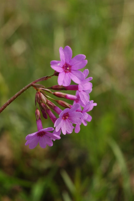 Изображение особи Primula kaufmanniana.