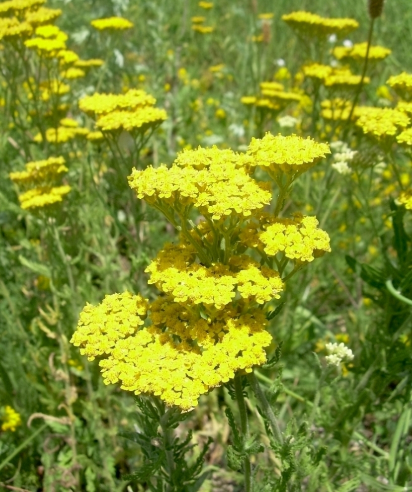 Image of Achillea arabica specimen.