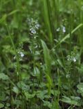 Veronica serpyllifolia
