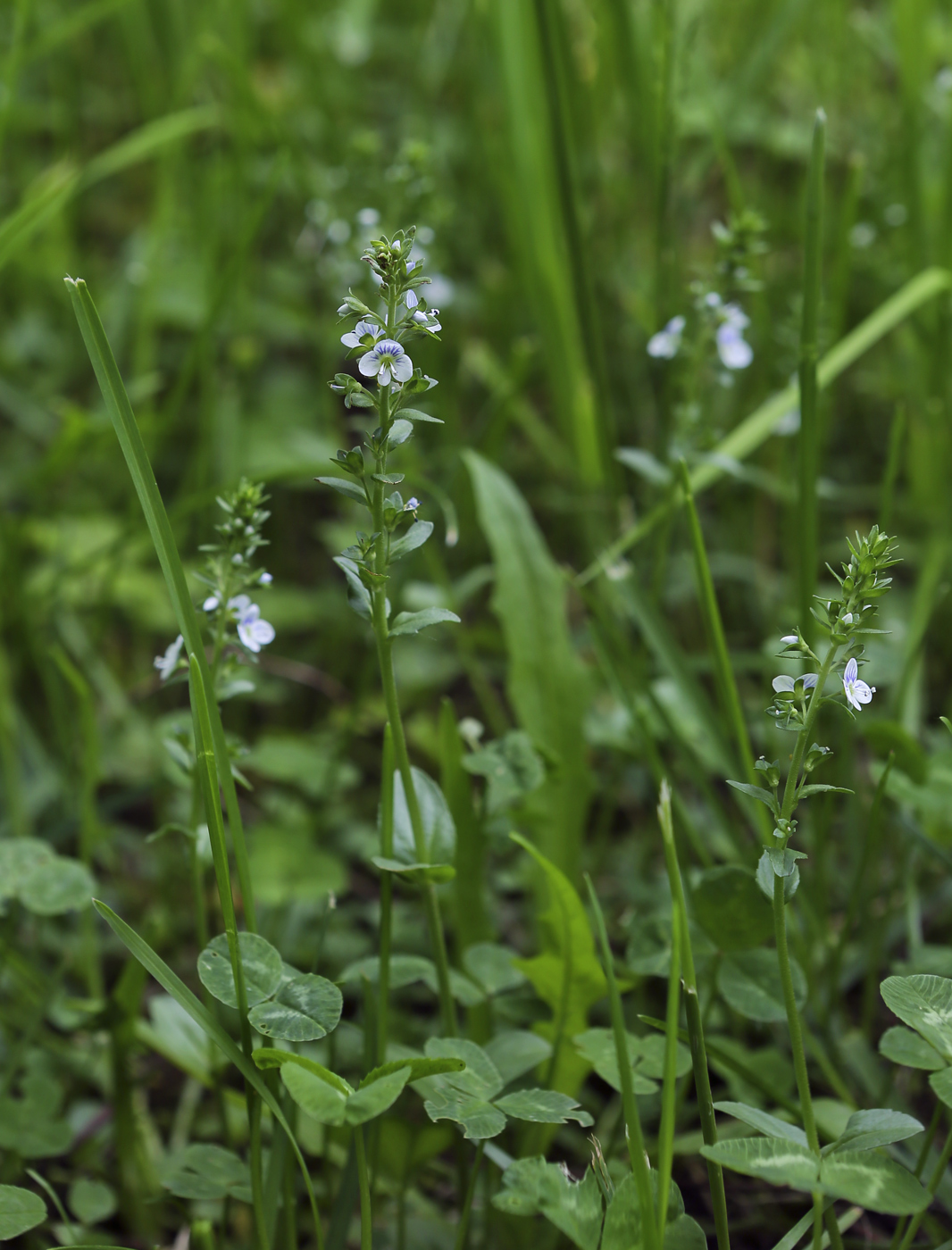 Image of Veronica serpyllifolia specimen.