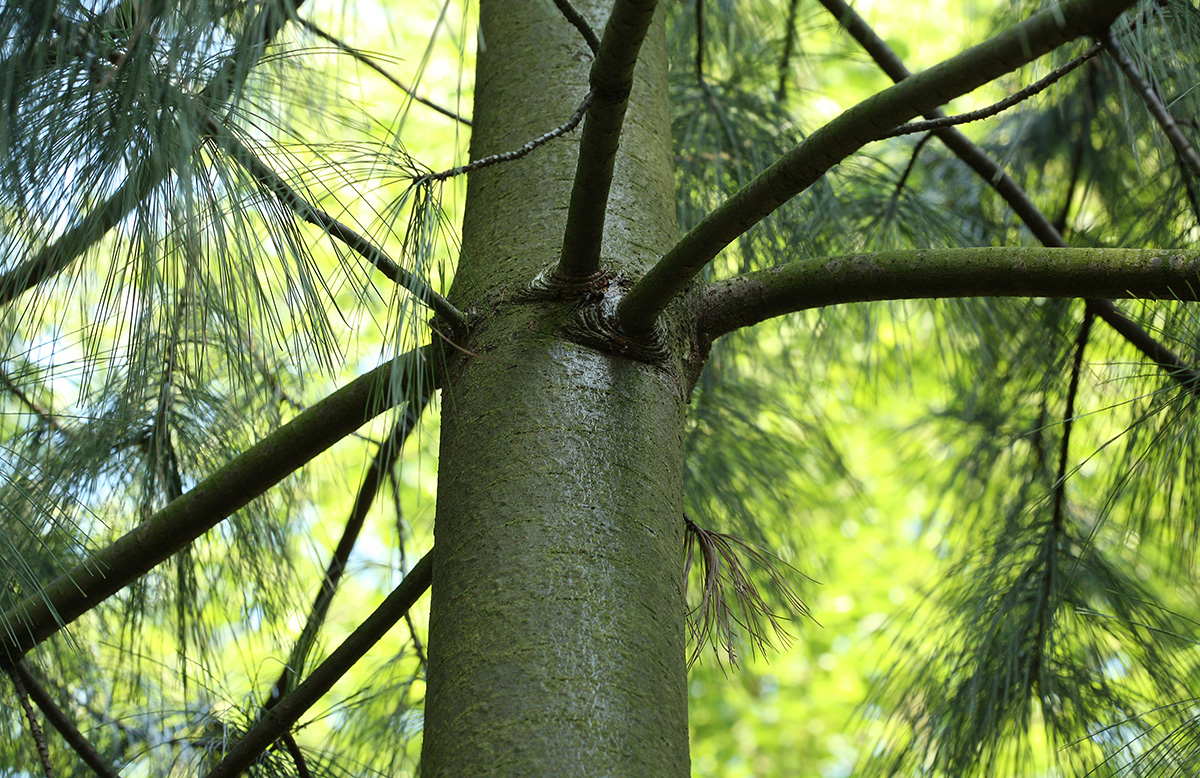 Image of Pinus wallichiana specimen.
