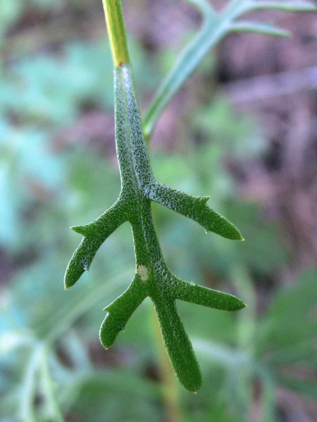 Image of Chrysanthemum zawadskii specimen.