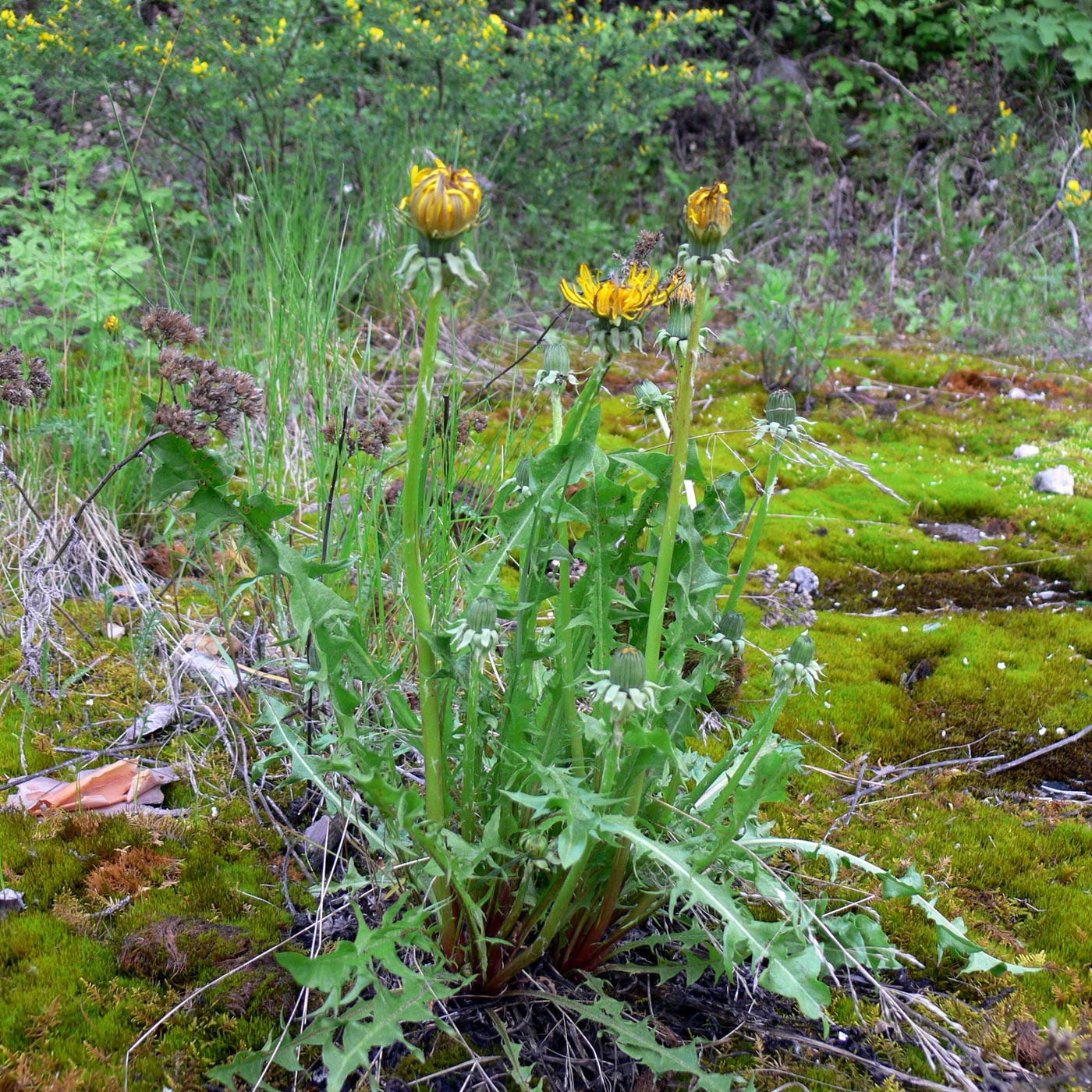 Изображение особи Taraxacum reflexilobum.