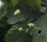 Humulus lupulus