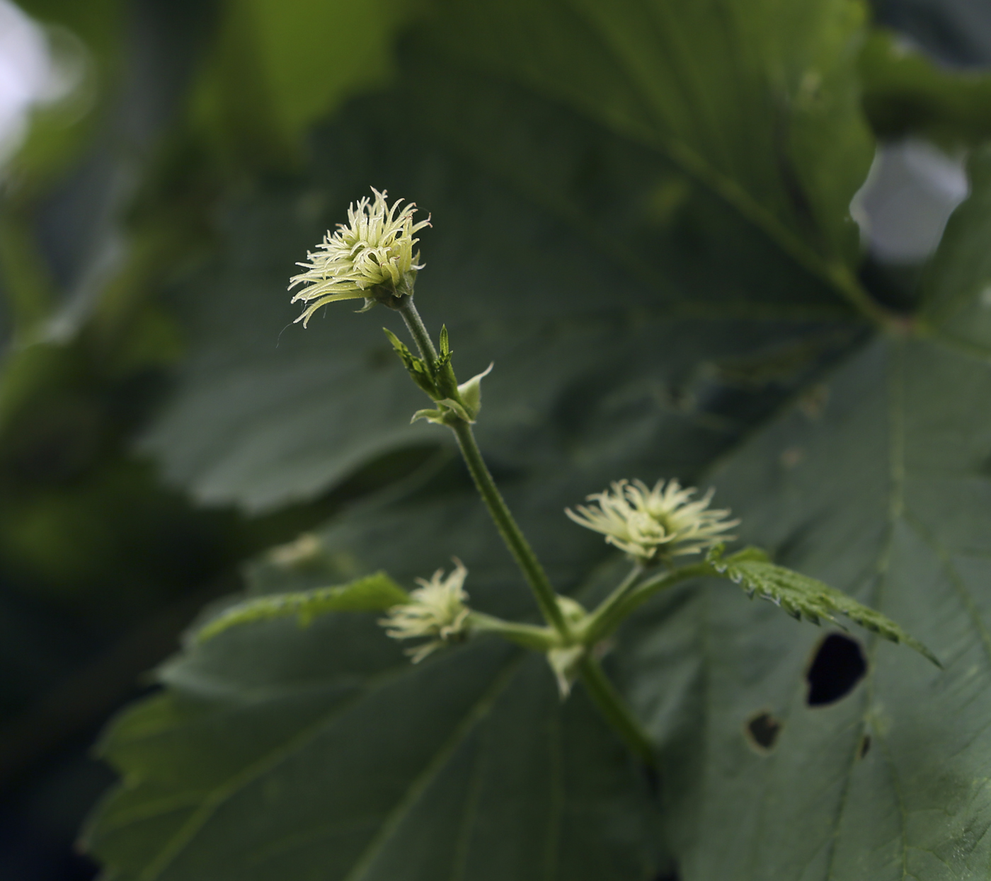 Изображение особи Humulus lupulus.