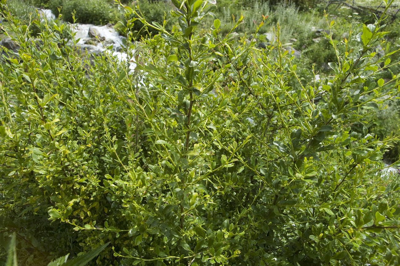 Image of genus Berberis specimen.