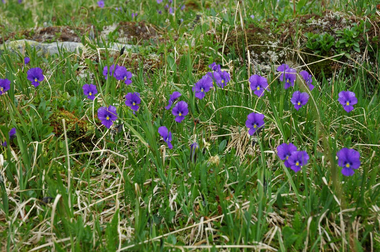 Изображение особи Viola altaica.