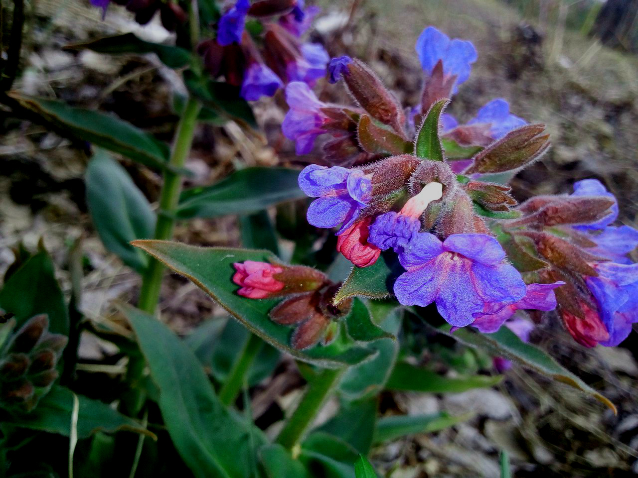 Изображение особи Pulmonaria mollis.