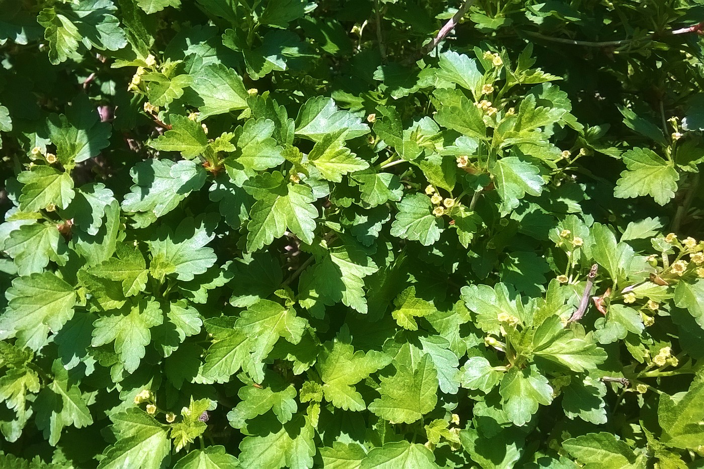 Image of Ribes alpinum specimen.