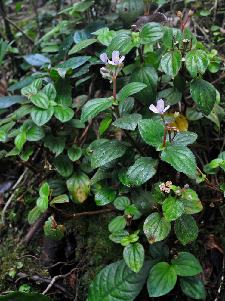 Image of Sonerila rudis specimen.