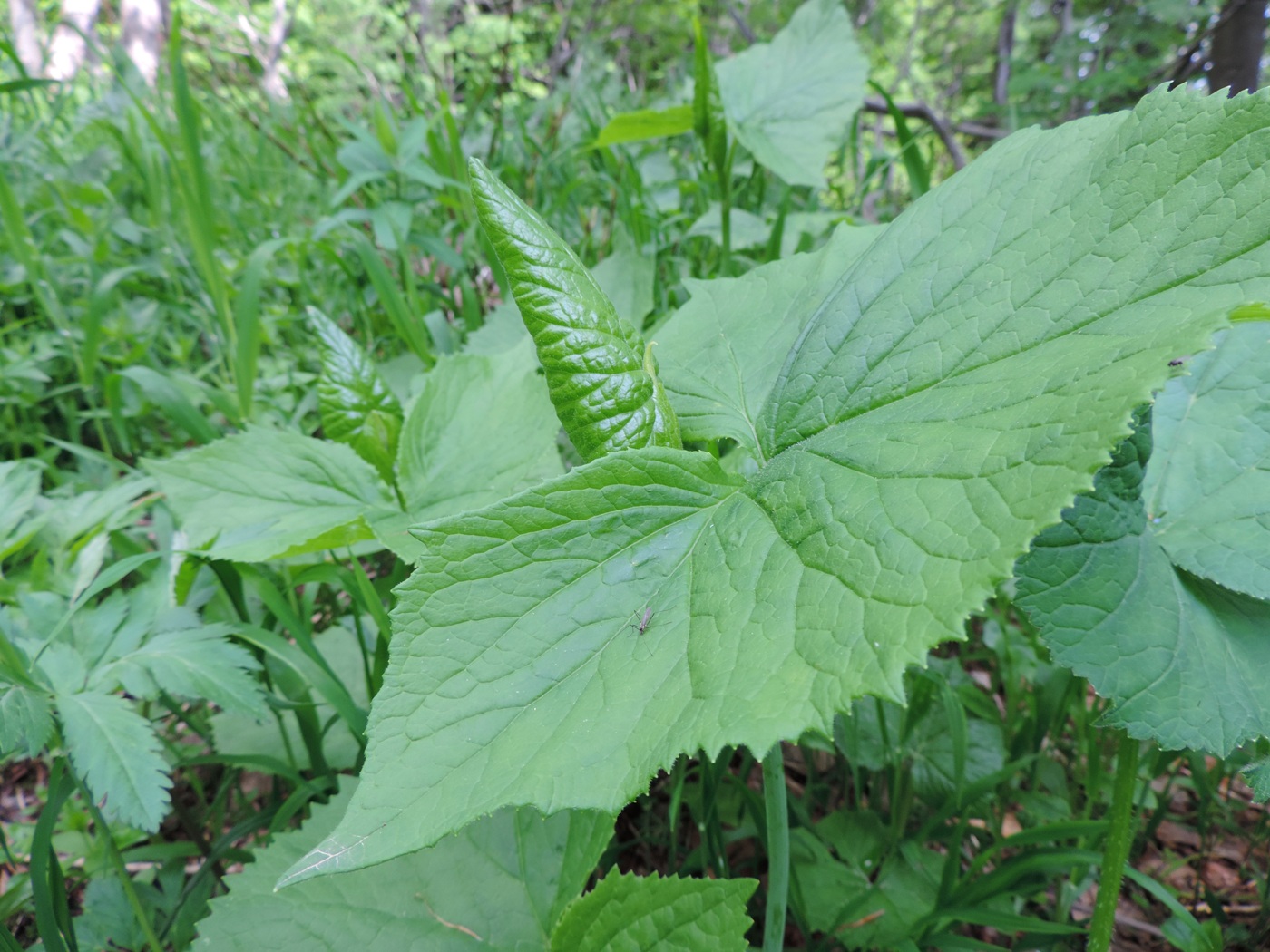 Image of Cicerbita macrophylla specimen.