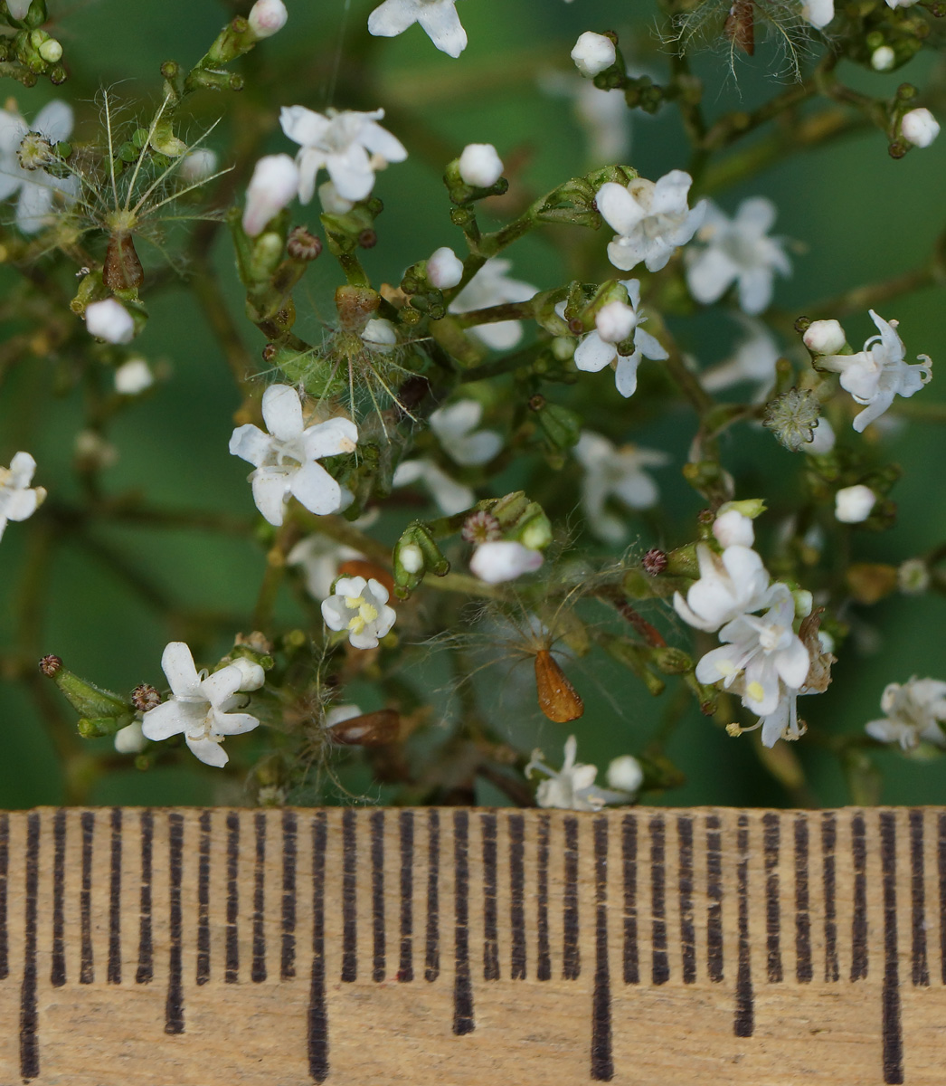 Изображение особи Valeriana dubia.