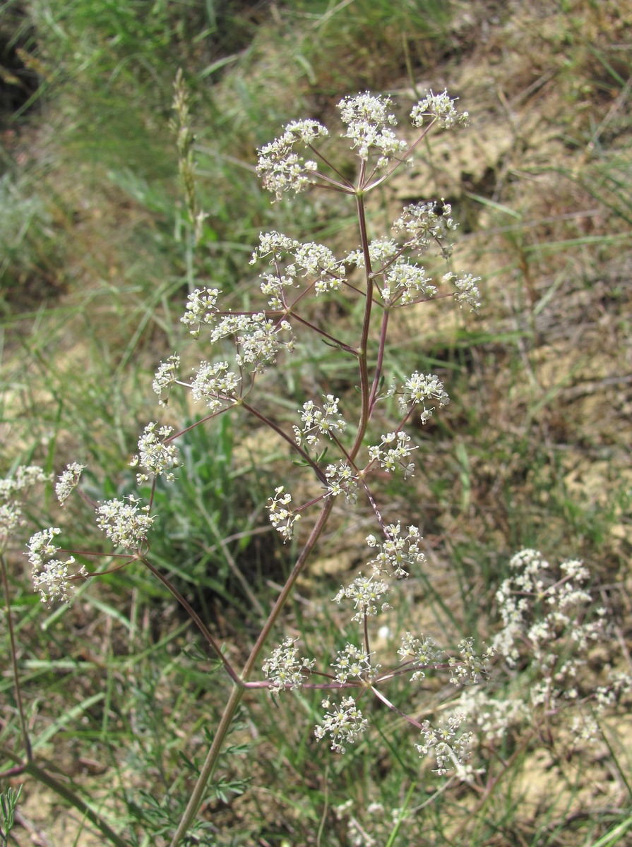 Image of genus Trinia specimen.