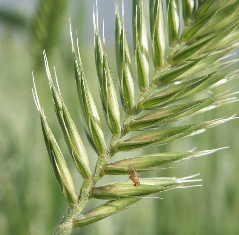 Изображение особи Agropyron pectinatum.