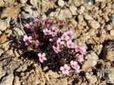 Douglasia ochotensis