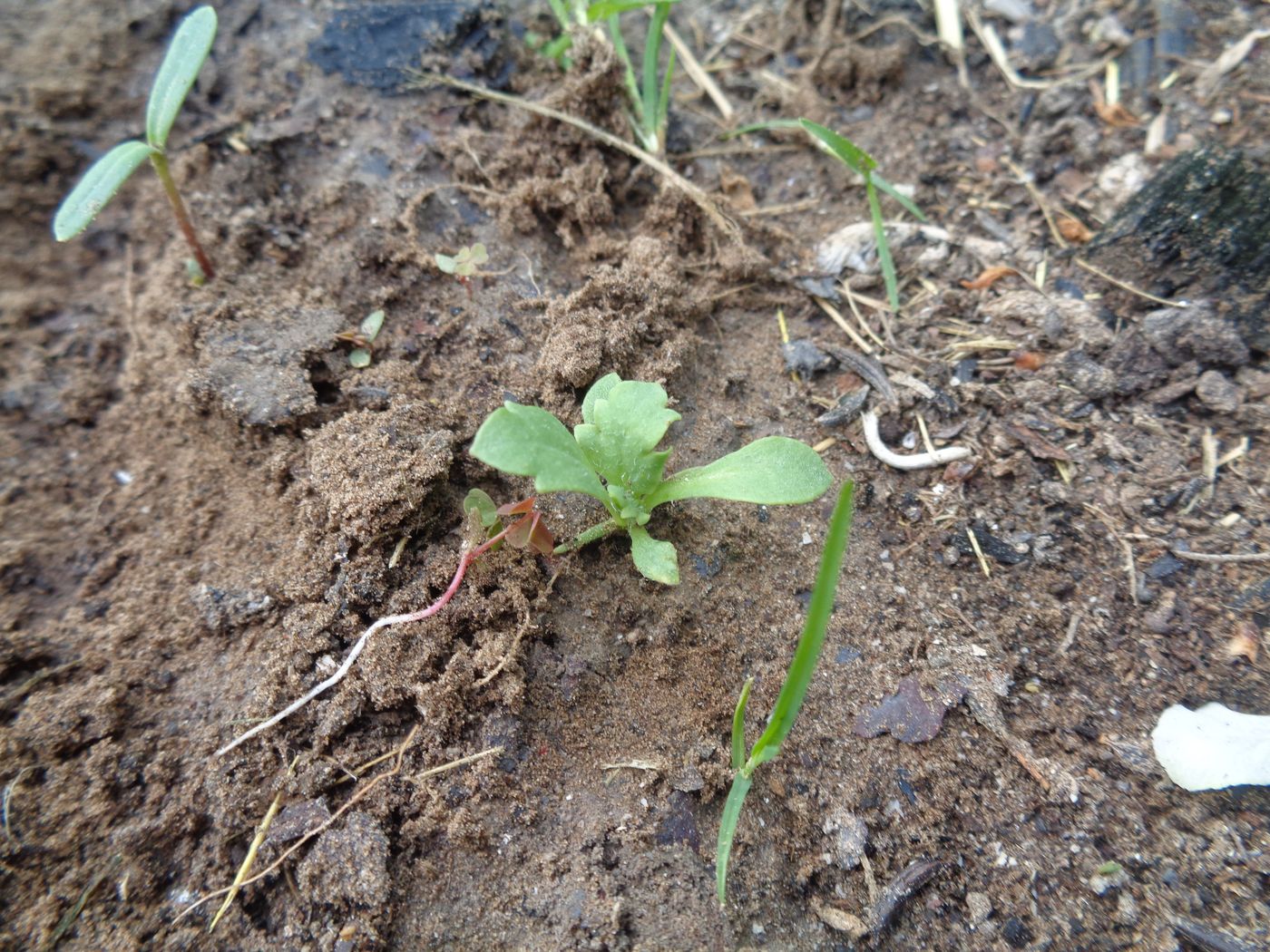 Image of Papaver somniferum specimen.