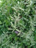 Phlox stolonifera. Отцвётшие растения. Тверская обл., Весьегонск, в культуре. 21 июня 2018 г.
