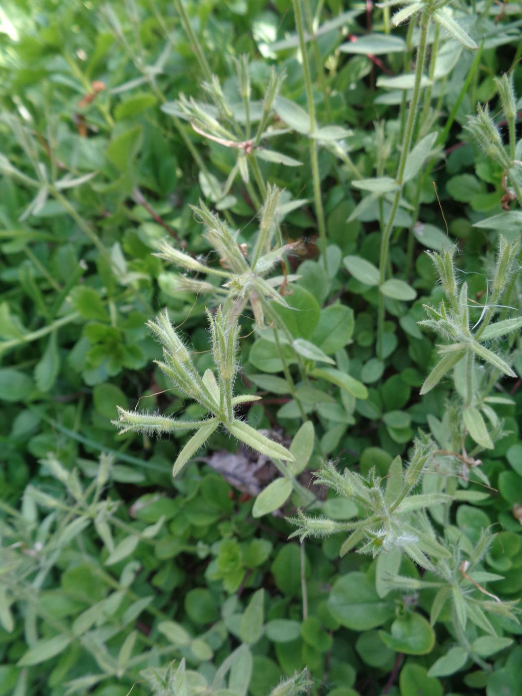 Image of Phlox stolonifera specimen.