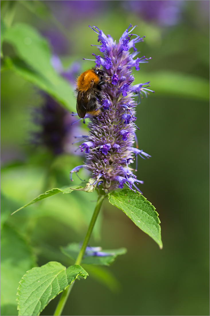 Изображение особи Agastache rugosa.