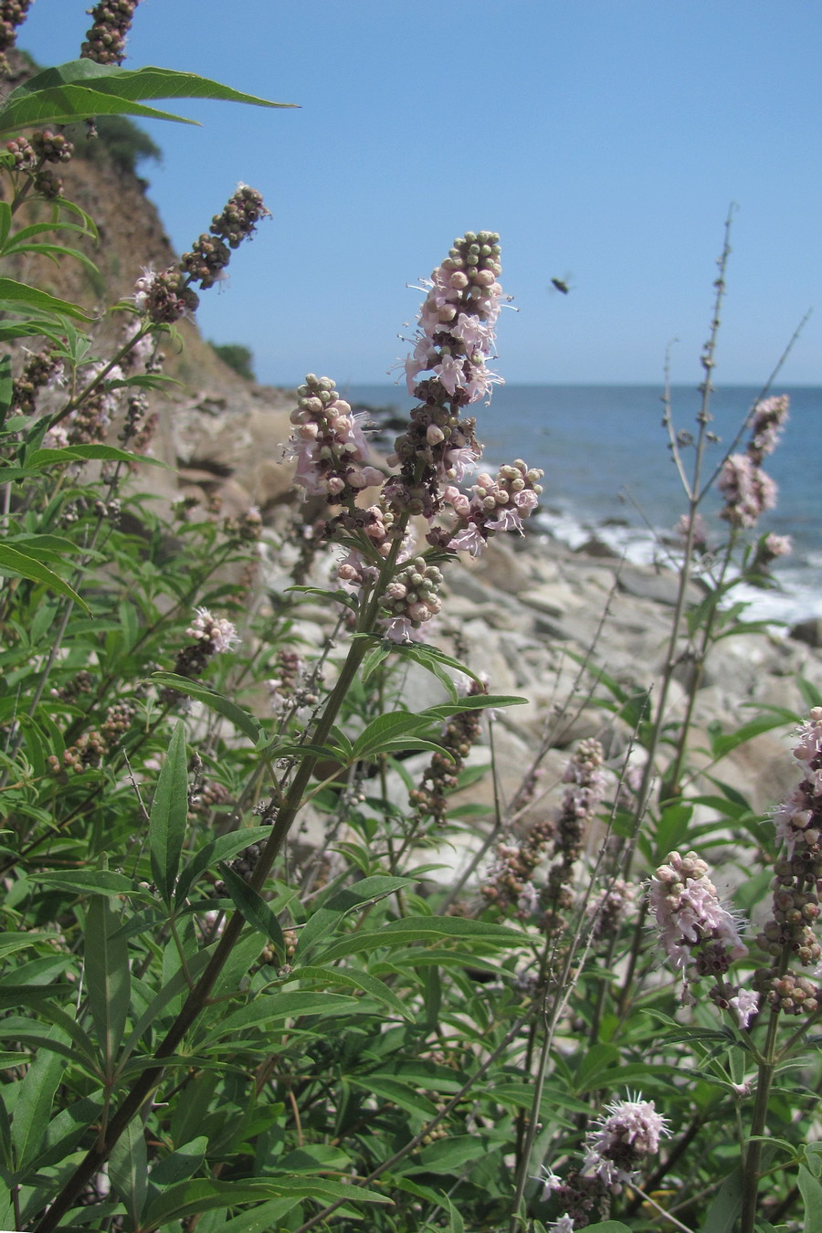 Изображение особи Vitex agnus-castus.