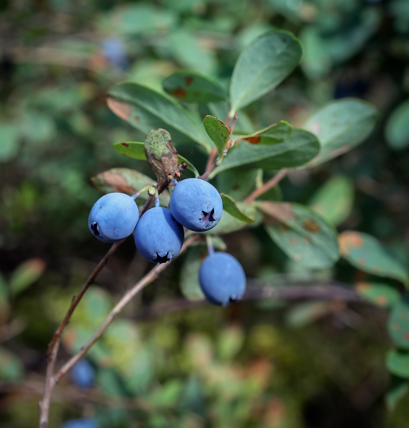 Image of Vaccinium uliginosum specimen.