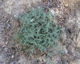 Astragalus tshegemensis