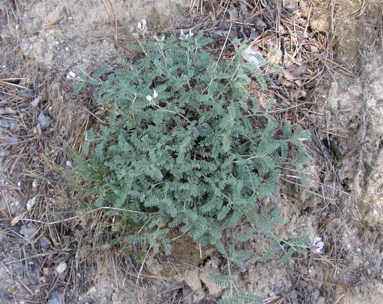 Image of Astragalus tshegemensis specimen.