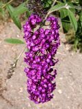 Buddleja davidii. Соцветие. Украина, г. Запорожье, Запорожский детский ботанический сад. 23.08.2018.