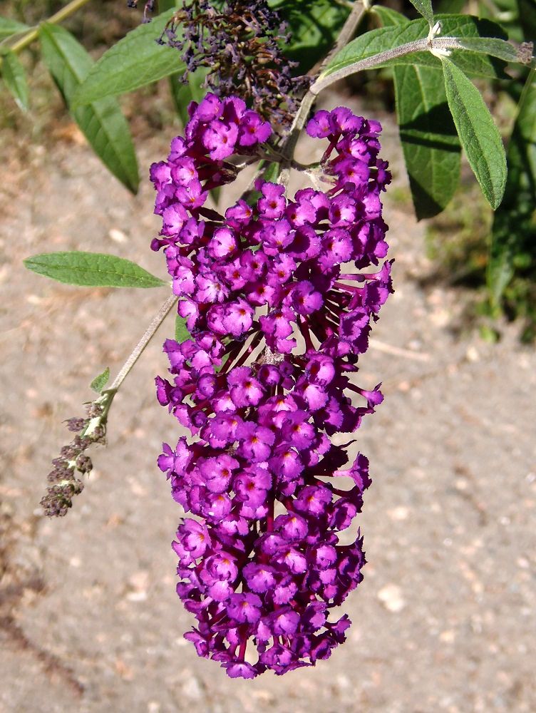 Изображение особи Buddleja davidii.