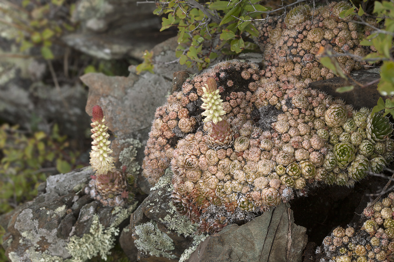 Image of Orostachys spinosa specimen.