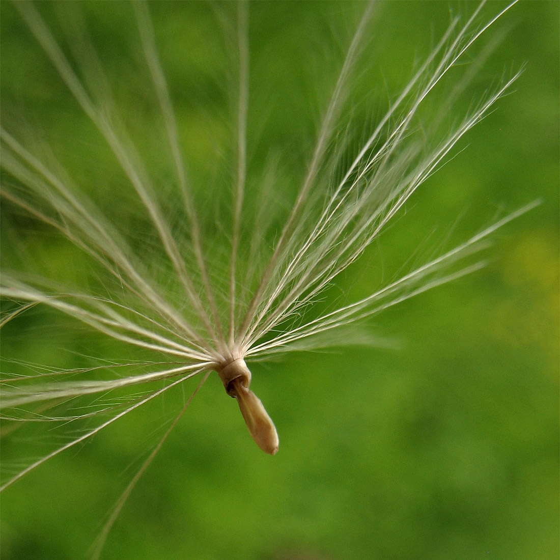 Image of Cirsium pannonicum specimen.