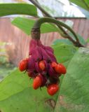 Magnolia sieboldii