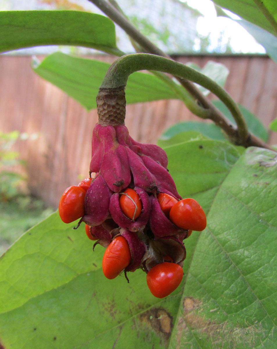 Image of Magnolia sieboldii specimen.