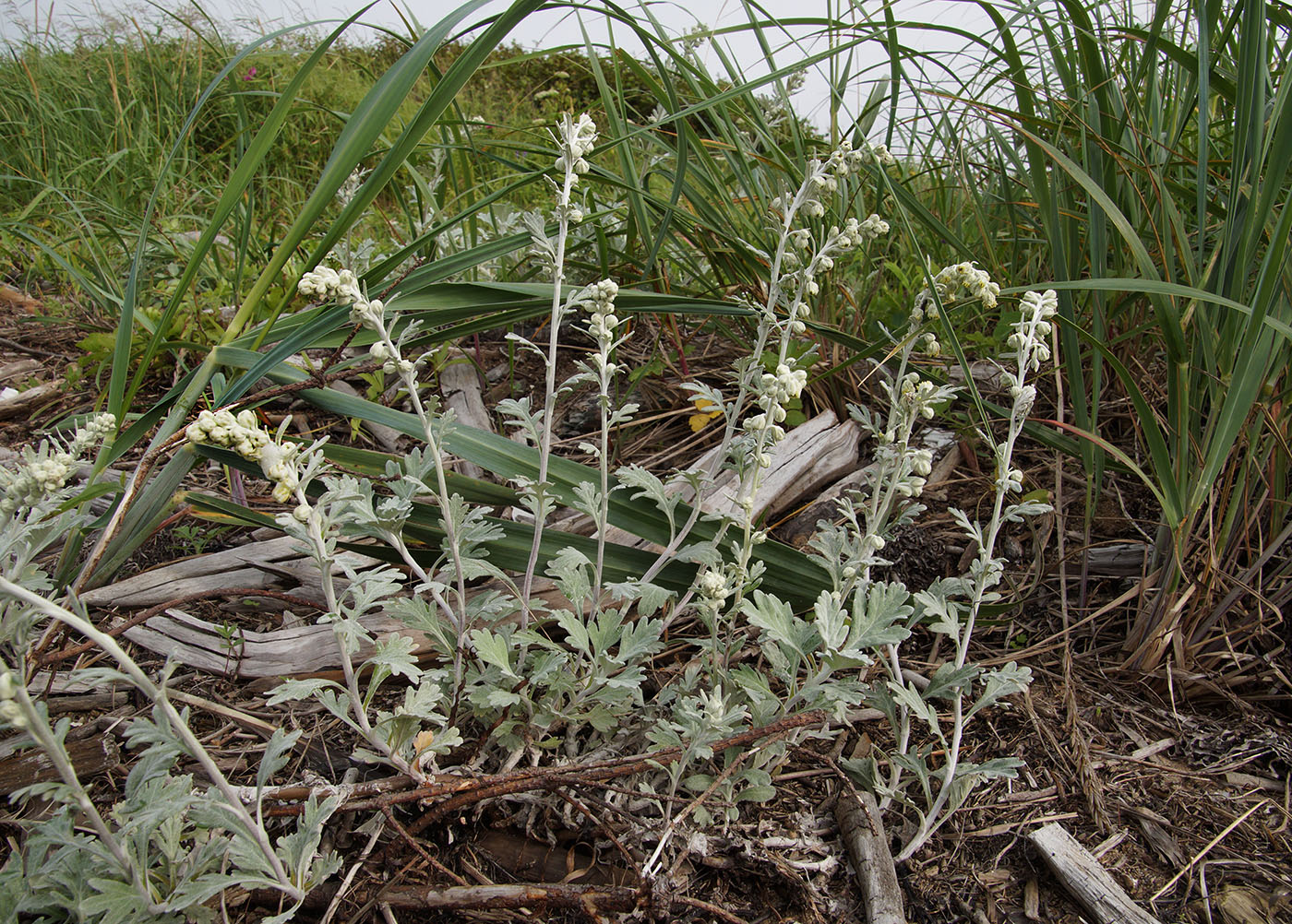 Image of Artemisia stelleriana specimen.