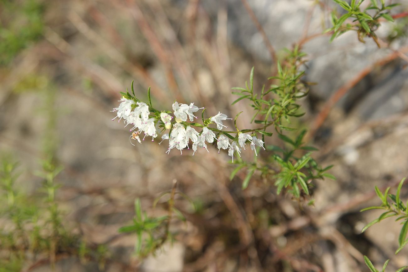 Image of Satureja spicigera specimen.