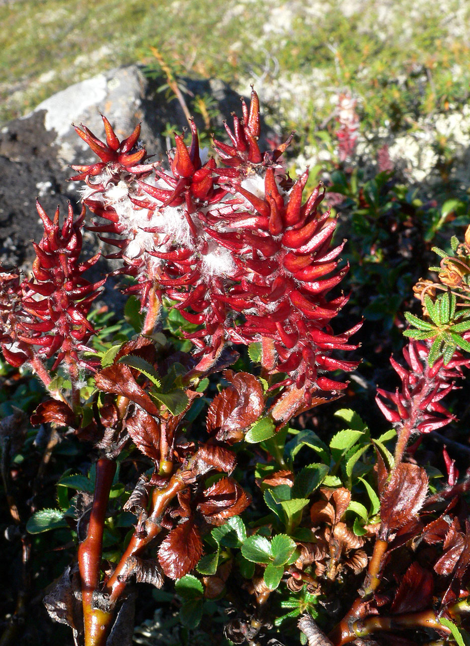 Image of genus Salix specimen.