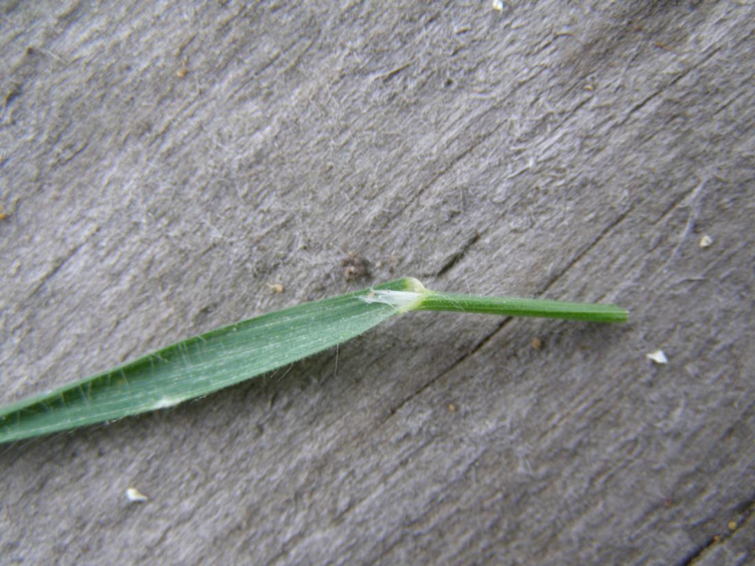 Image of Anisantha tectorum specimen.