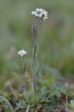 род Draba. Цветущее растение с отдыхающей бабочкой. Кыргызстан, Иссык-Кульская обл., Северный Тянь-Шань, хр. Кюнгёй Ала-Тоо, нижняя часть ущ. Чон Ак-Суу (Григорьевская щель), ≈2150 м н.у.м., травянистый склон вдоль дороги. 12.05.2018.