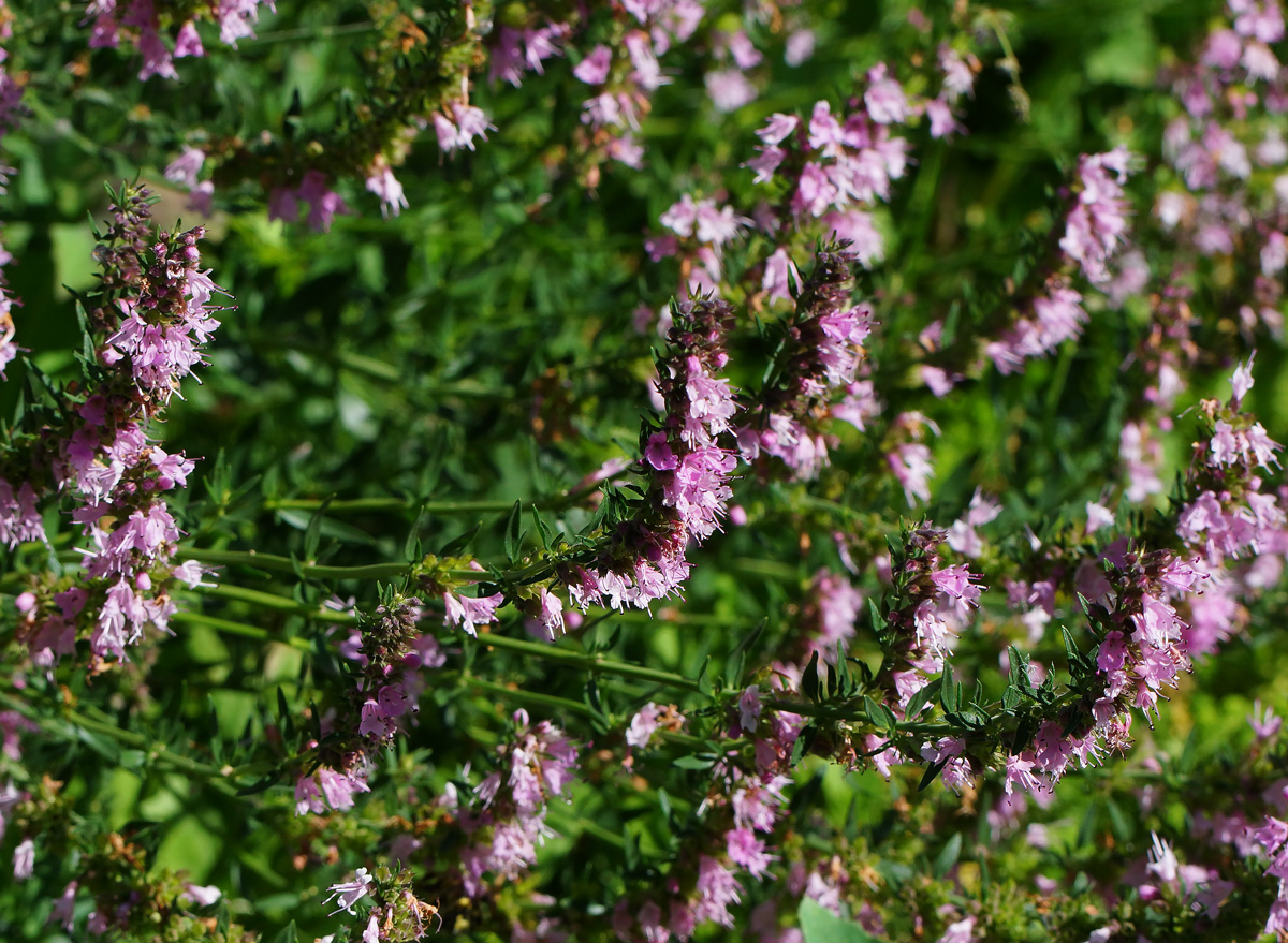 Image of Hyssopus officinalis specimen.