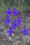 Delphinium paniculatum