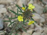 Erysimum flavum