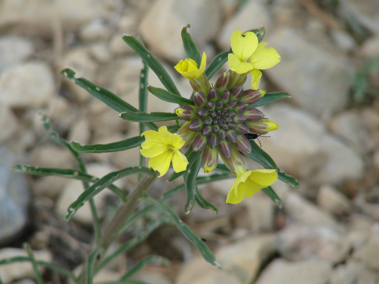 Image of Erysimum flavum specimen.