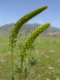 Eremurus stenophyllus. Соцветия в стадии бутонизации. Таджикистан, Хатлонская обл., Ховалингский р-н, окр. с. Зелолак, низовье р. Обипитоуду - левого притока р. Яхсу, ур. Саридашт. 06.06.2018.