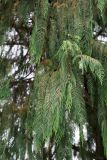 Cupressus cashmeriana