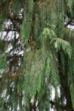 Cupressus cashmeriana. Ветви в средней части кроны. Черноморское побережье Кавказа, г. Сочи, Дендрарий, в культуре. 05.04.2013.