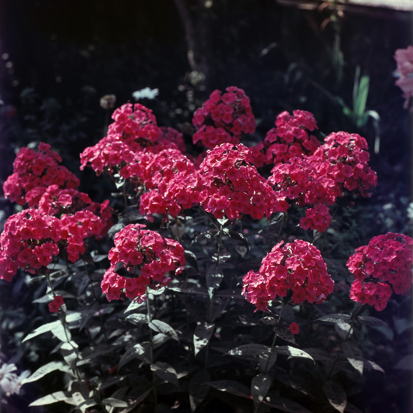 Image of Phlox paniculata specimen.