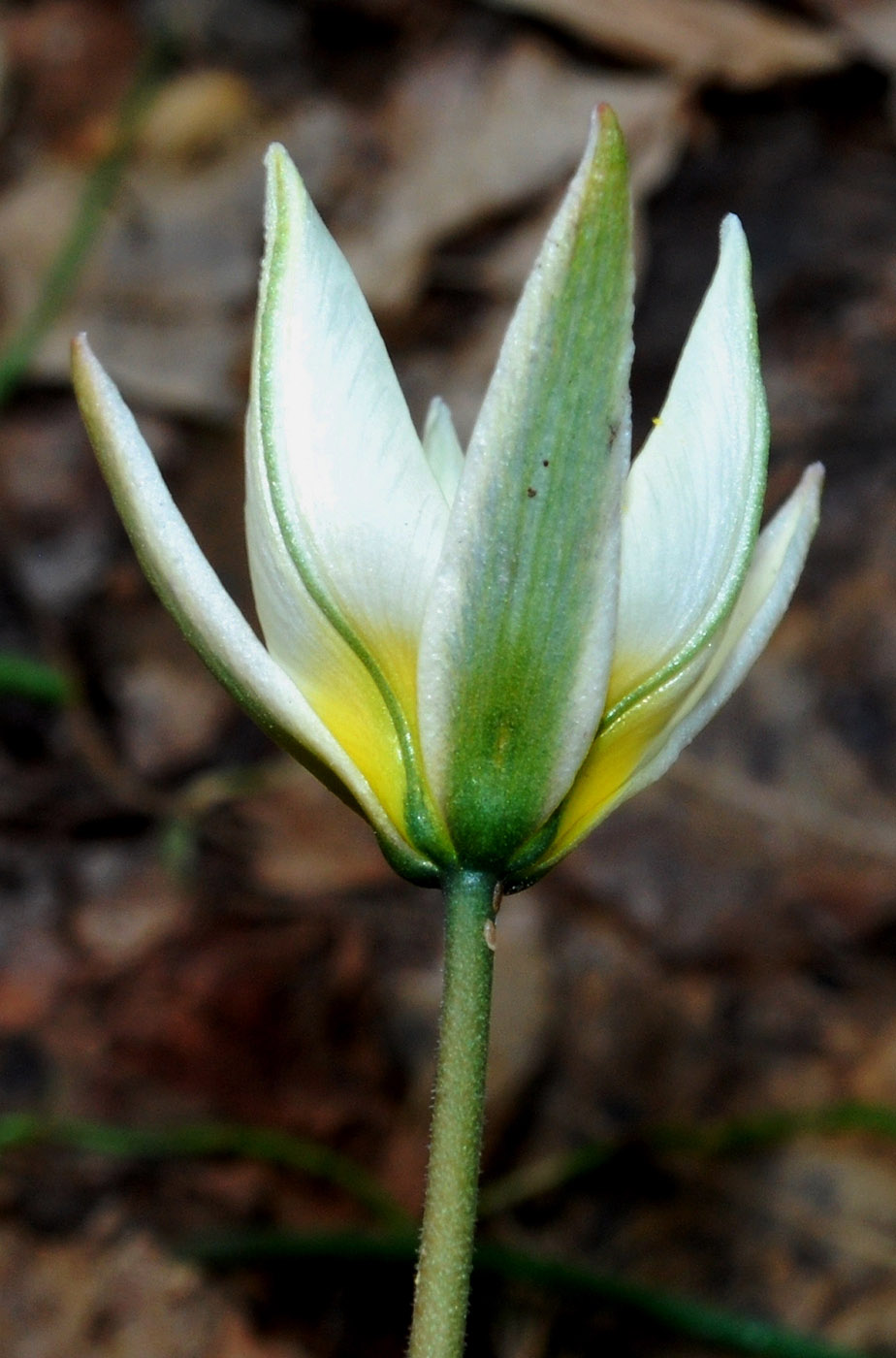 Изображение особи Tulipa bifloriformis.