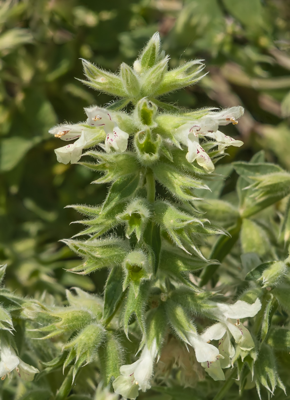 Изображение особи Stachys pubescens.