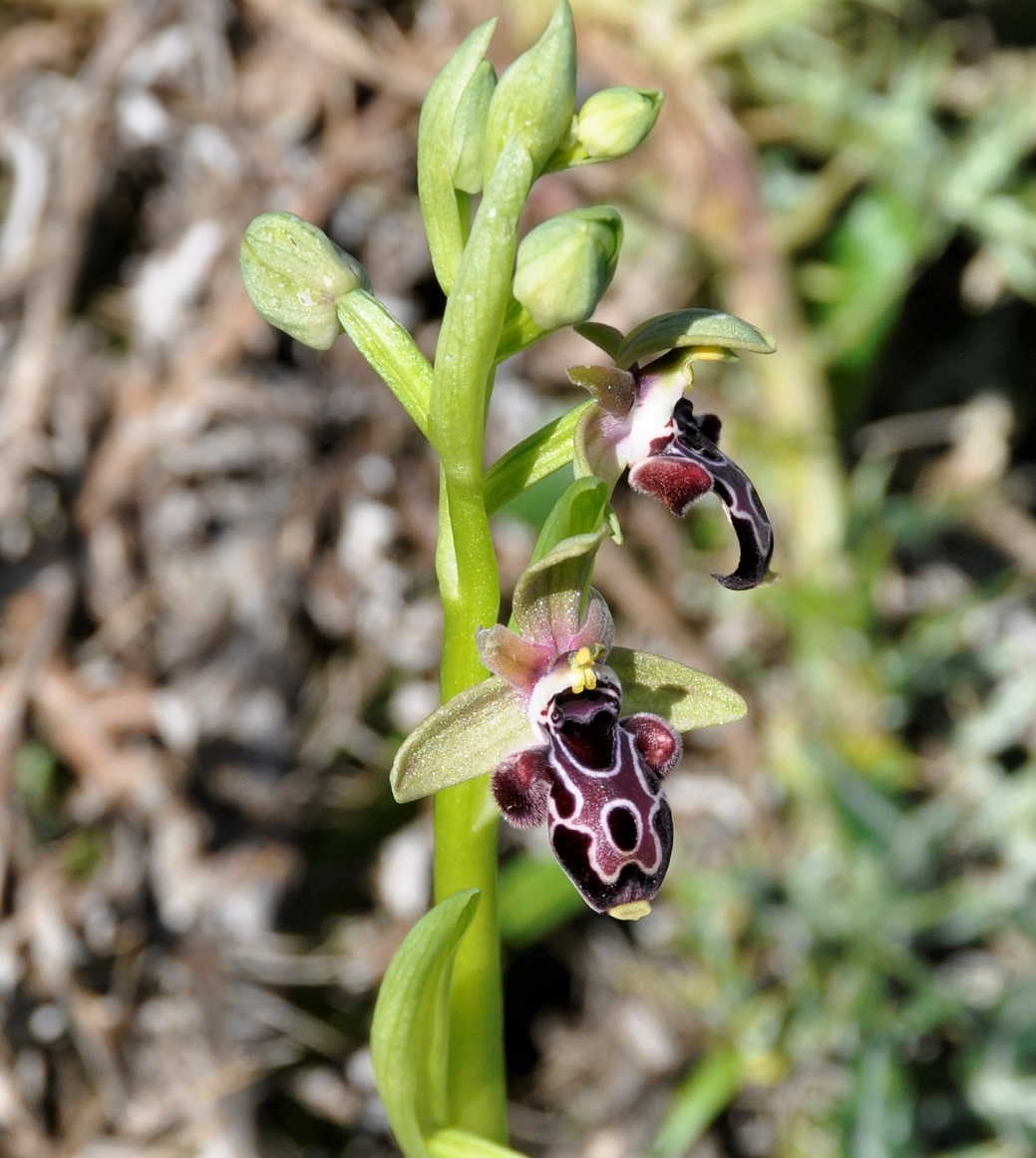 Изображение особи Ophrys kotschyi.